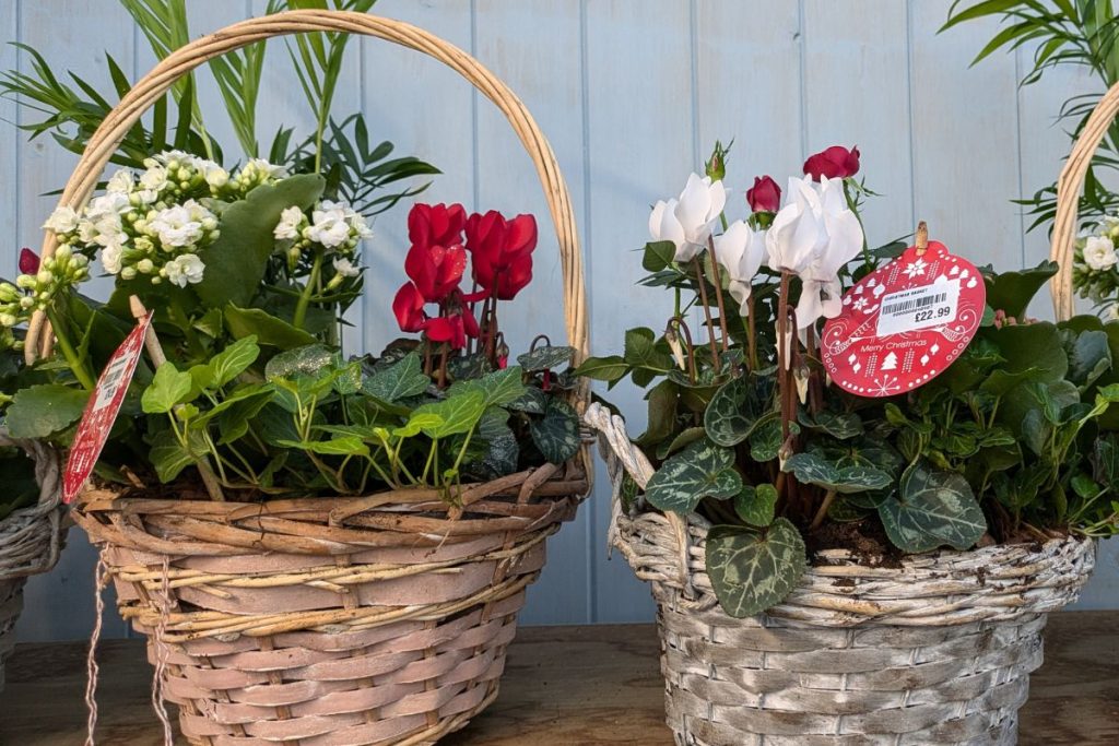 Festive plants at Hilltop Garden Centre Essex