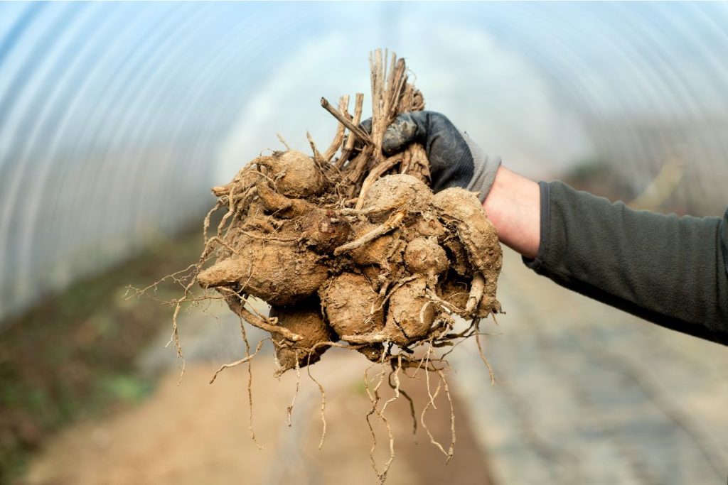 Summer flowering bulbs and tubers at Hilltop Garden Centre Essex