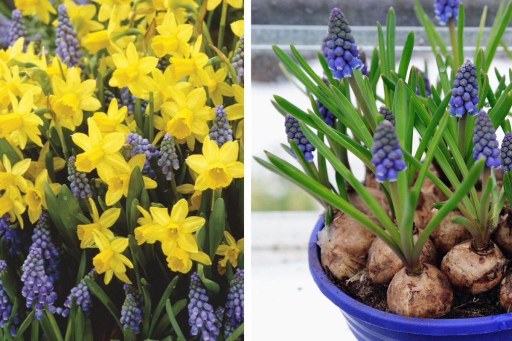 Spring flowering bulbs at Hilltop Garden Centre Essex