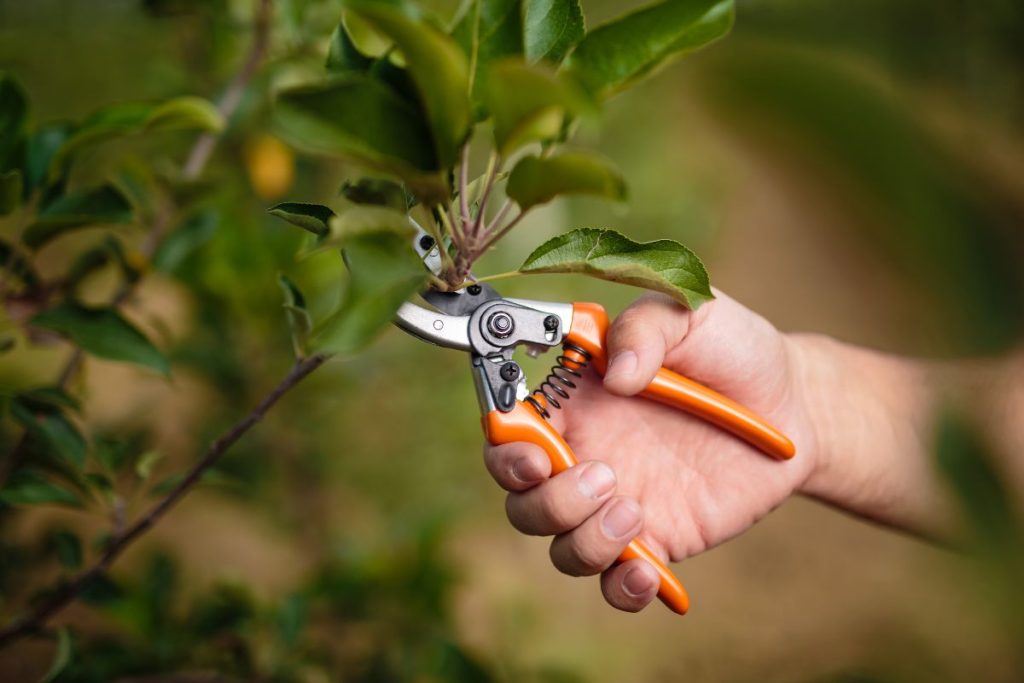 February gardening tips from Hilltop Garden Centre Clacton