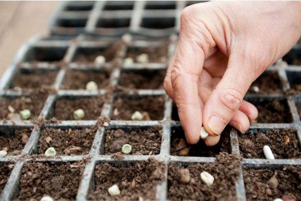 February gardening tips from Hilltop Garden Centre Clacton