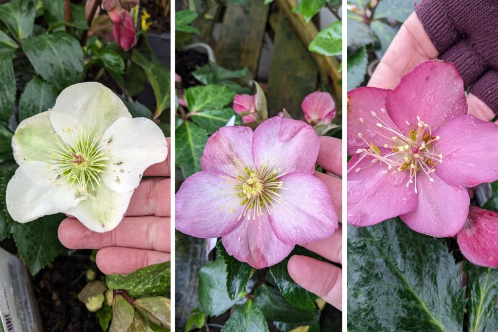 Hellebores from Hilltop Garden Centre Essex