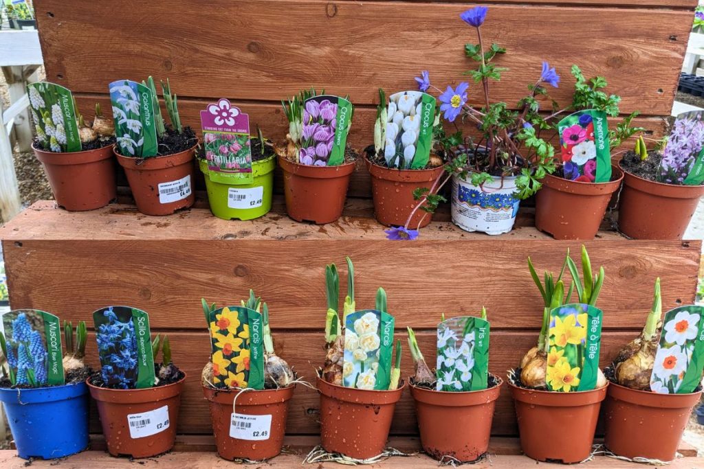 Spring flowering potted bulbs from Hilltop Garden Centre Essex