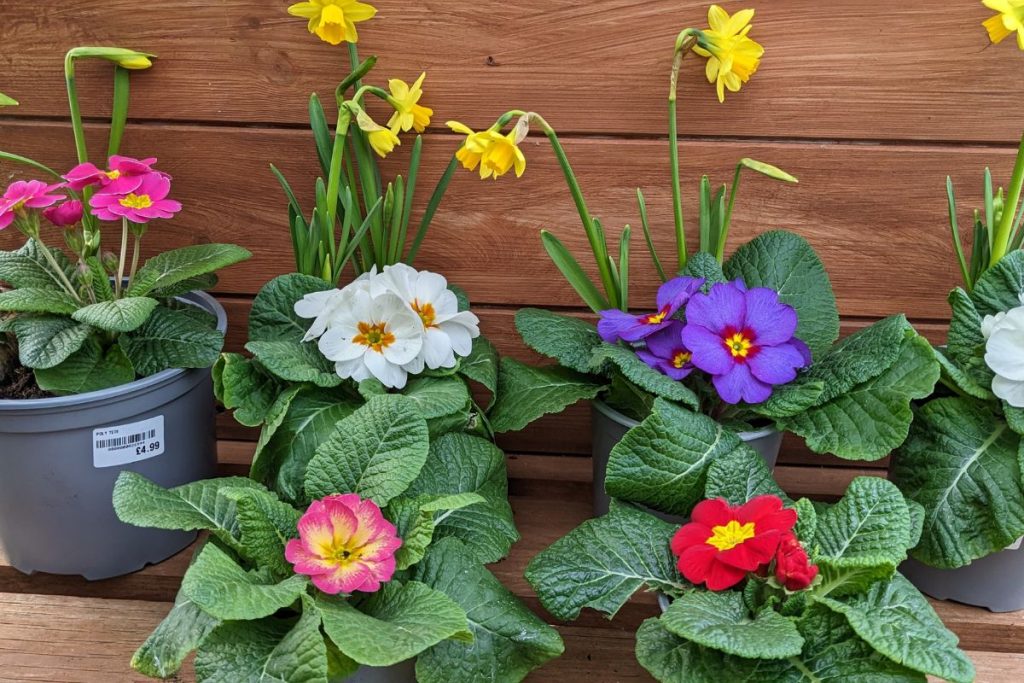 Potted primroses from Hilltop Garden Centre Essex