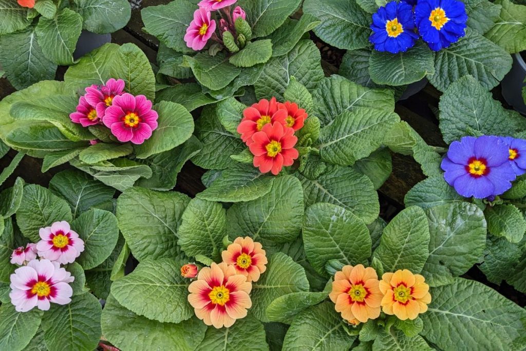 Home grown primroses from Hilltop Garden Centre Essex