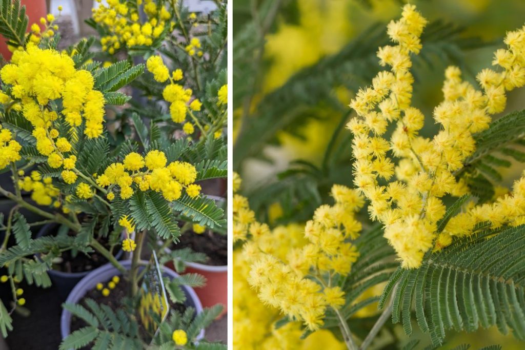 Plants at hilltop Garden Centre Clacton