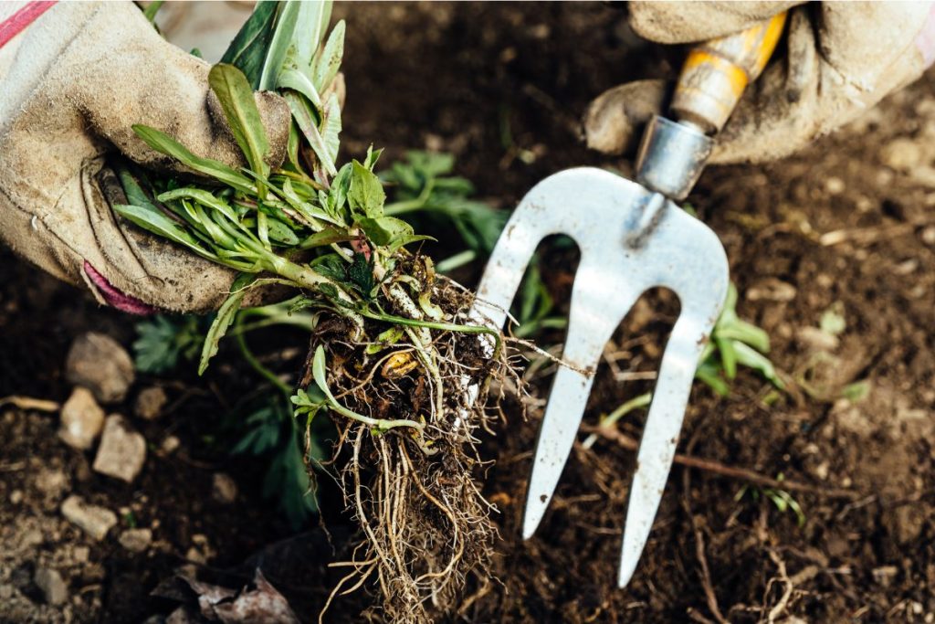 Gardening tips at Hilltop Garden Centre Essex