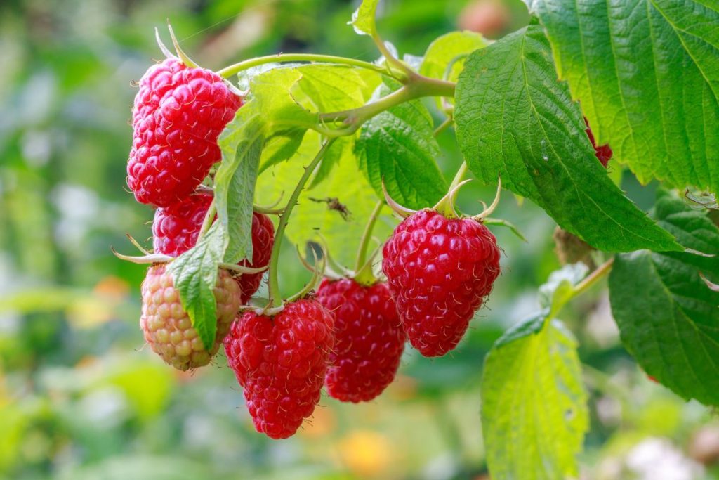 Soft fruits at Hilltop Garden Centre Clacton