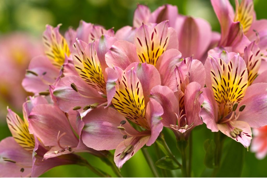 Hilltop Garden Centre Essex plants