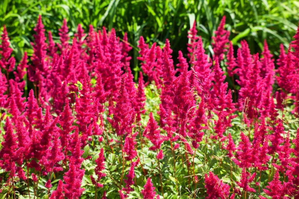 Hilltop Garden Centre Essex plants