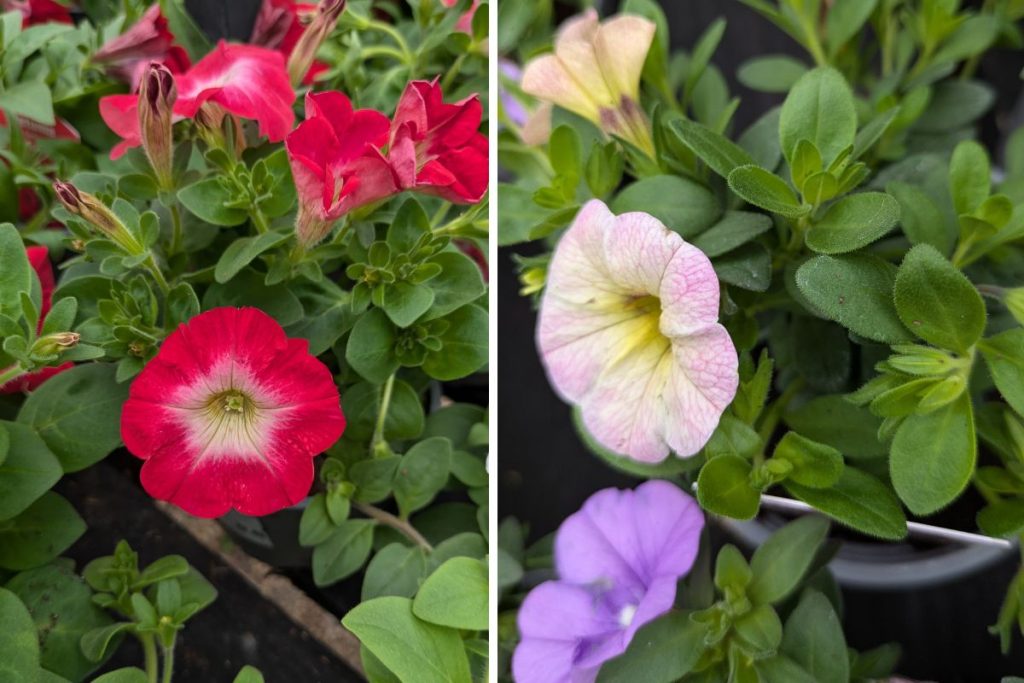 Bedding plants at Hilltop Garden Centre Essex