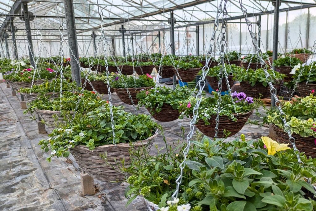 Hanging baskets at Hilltop Garden Centre Clacton