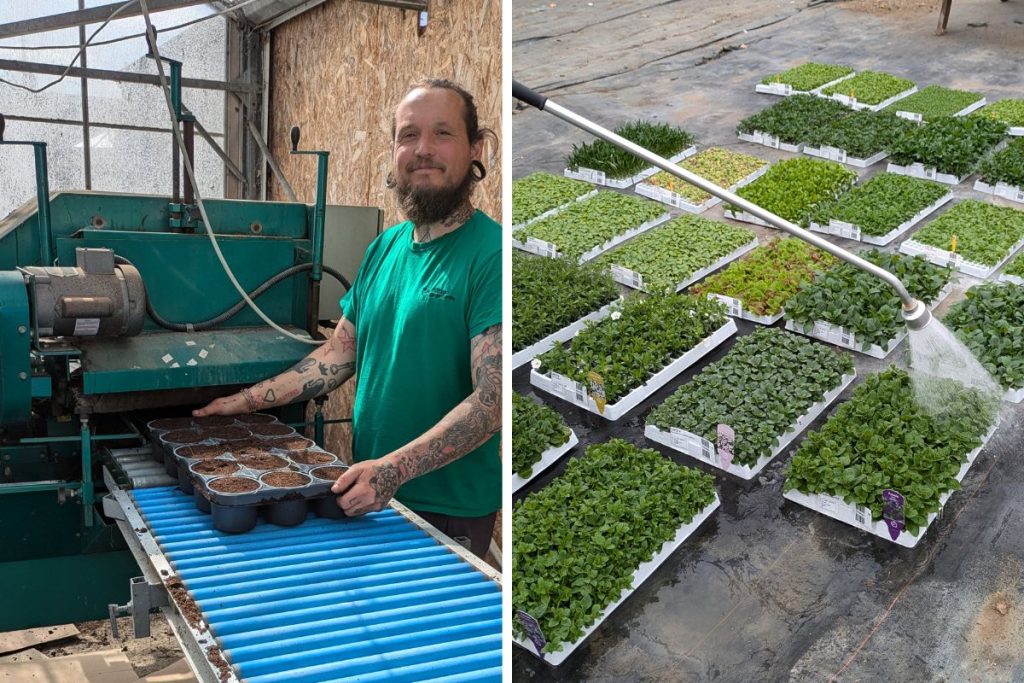 Home-grown plants at Hilltop Garden Centre Essex