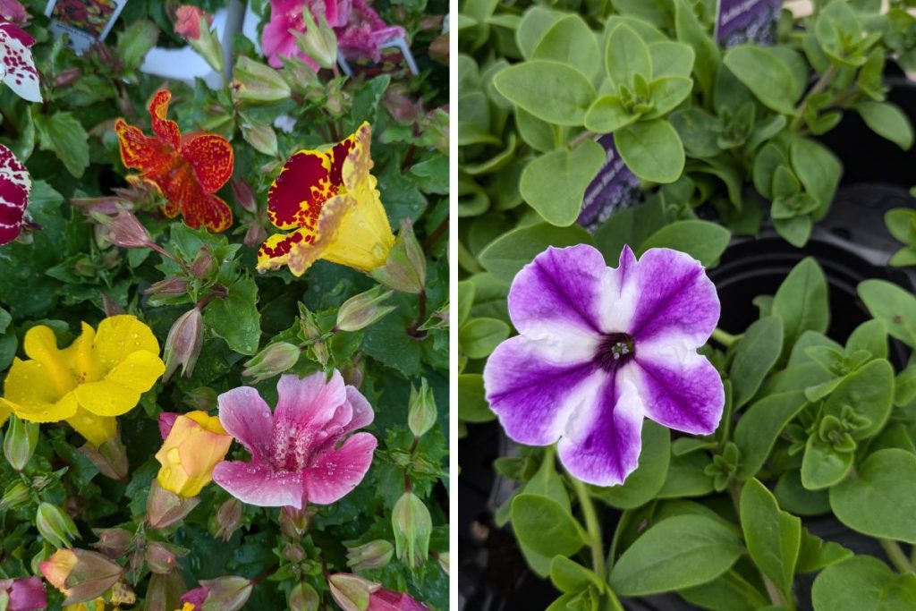 Locally sourced plants at Hilltop Garden Centre Essex