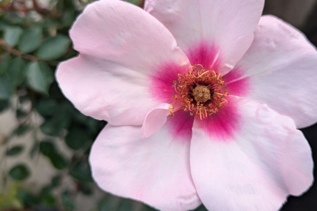 Roses at Hilltop Garden Centre Clacton