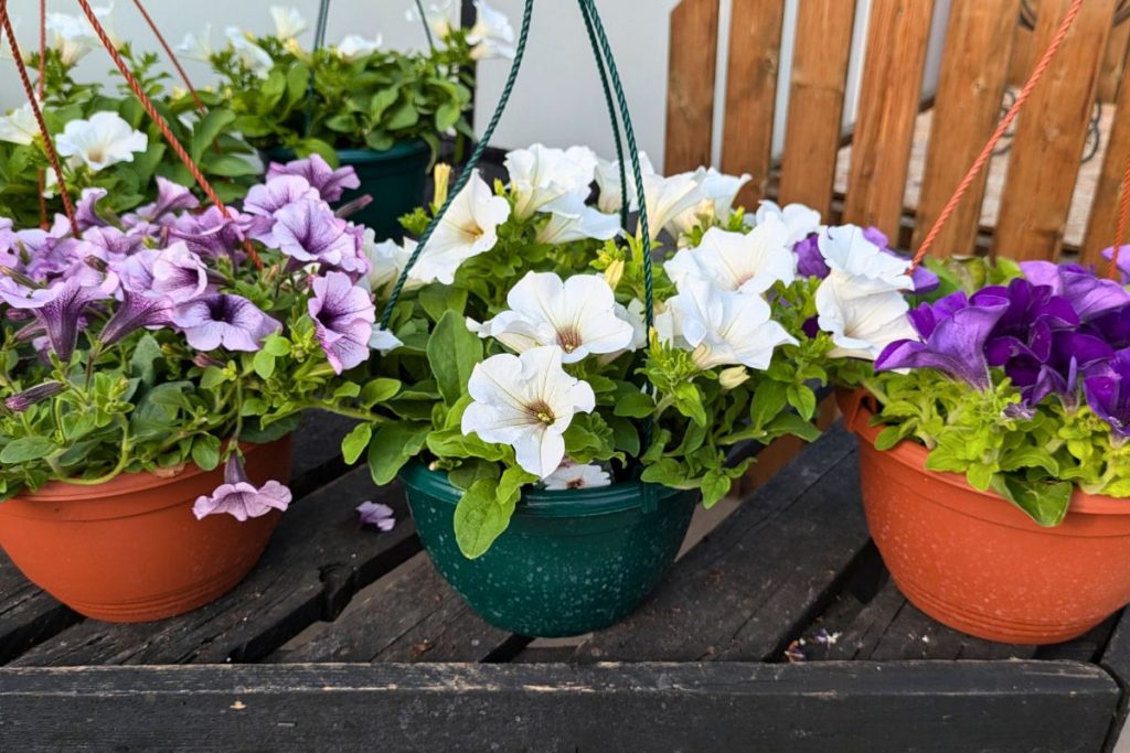 Hanging baskets at Hilltop Garden Centre Essex