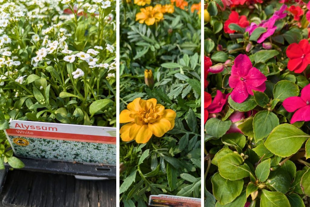Bedding plants at Hilltop Garden Centre Essex