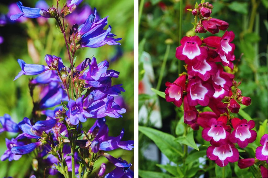 Penstemon at Hilltop Garden Centre Essex
