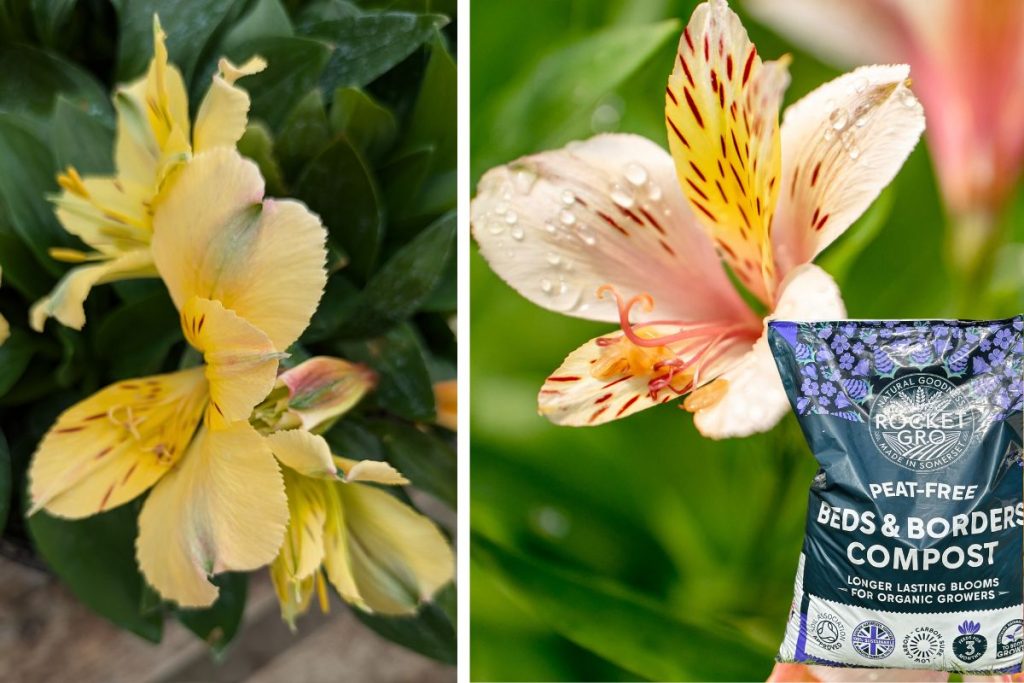 Gardening tips for June from Hilltop nGarden Centre Essex