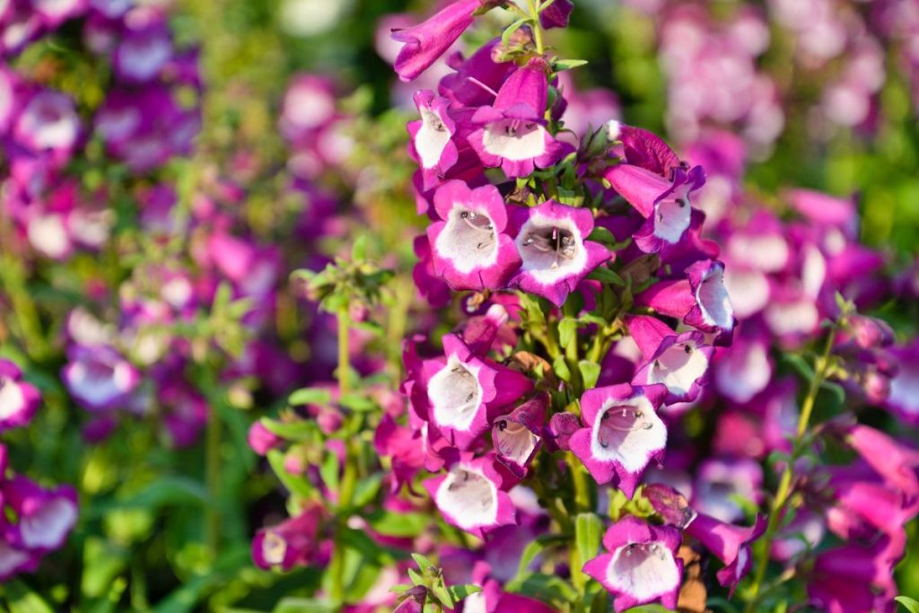 Penstemon at Hilltop Garden Centre Essex