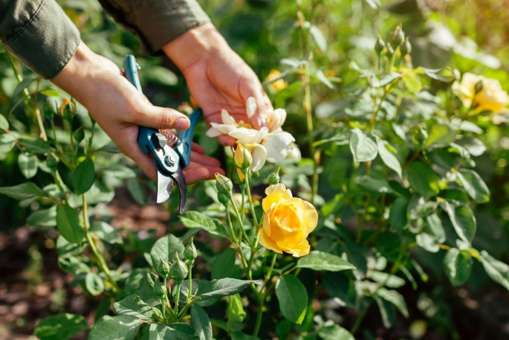 Gardening tips for June from Hilltop Garden Centre Essex