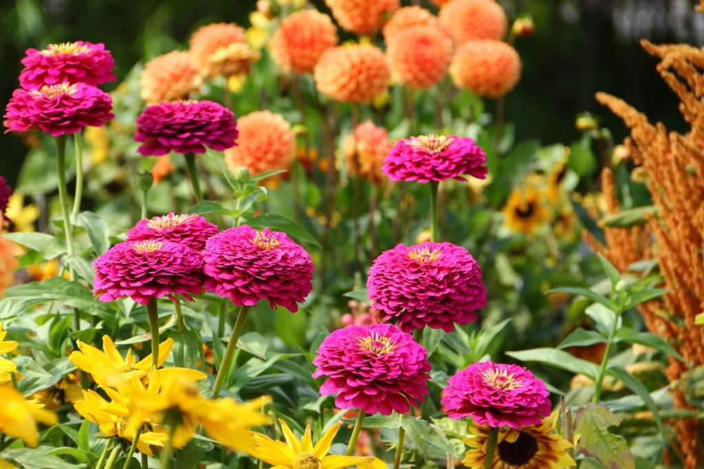 June gardening tips from Hilltop Garden Centre Clacton