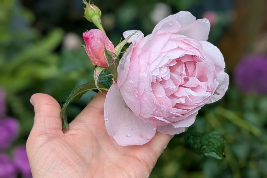 June gardening tips from Hilltop Garden Centre Clacton