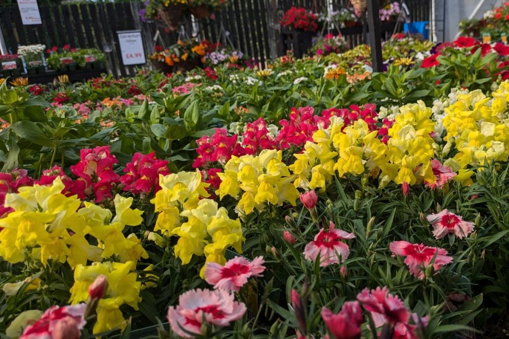 Special offers at Hilltop Garden Centre Essex