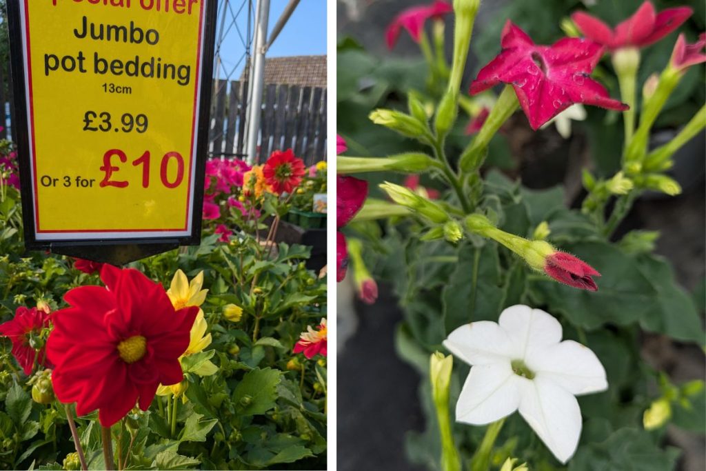 Special offers at Hilltop Garden Centre Essex