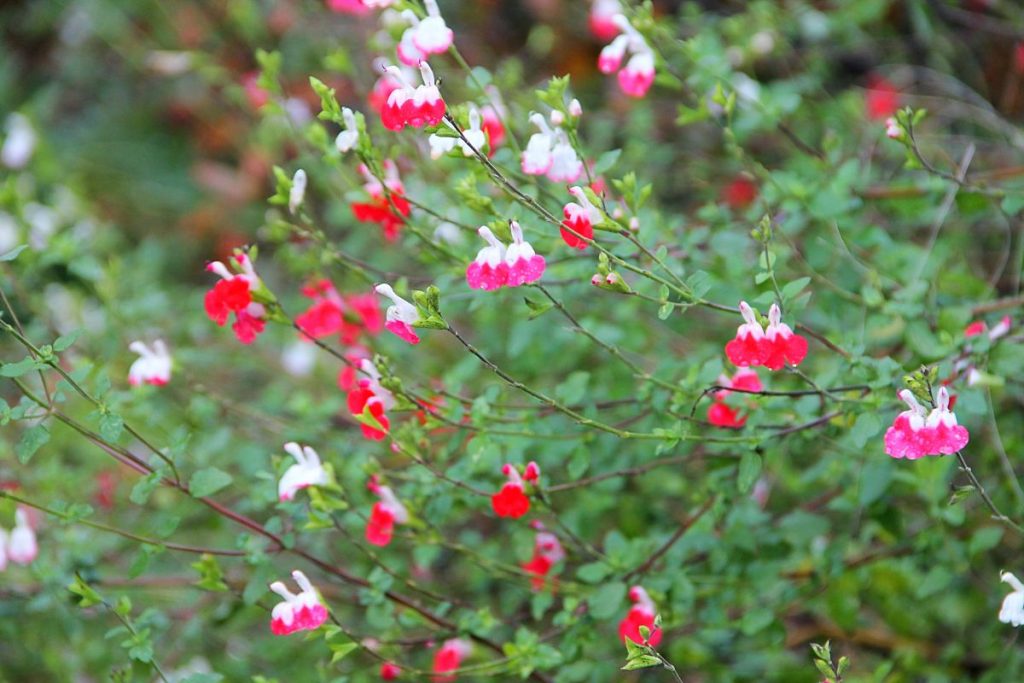 Gardening tips from Hilltop Garden Centre Clacton