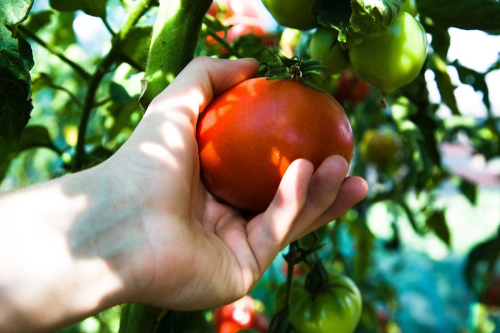 Gardening tips from Hilltop Garden Centre Clacton