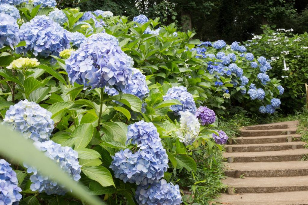 Gardening tips at Hilltop Garden Centre Essex