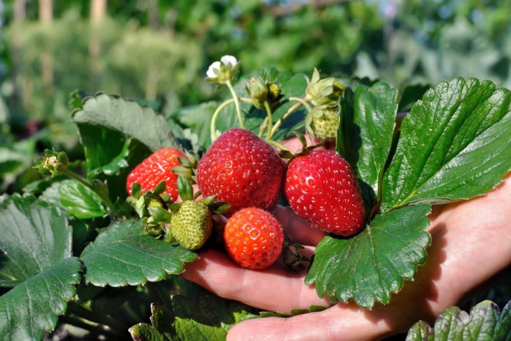 Strawberry plants at Hilltop Garden Centre Clacton