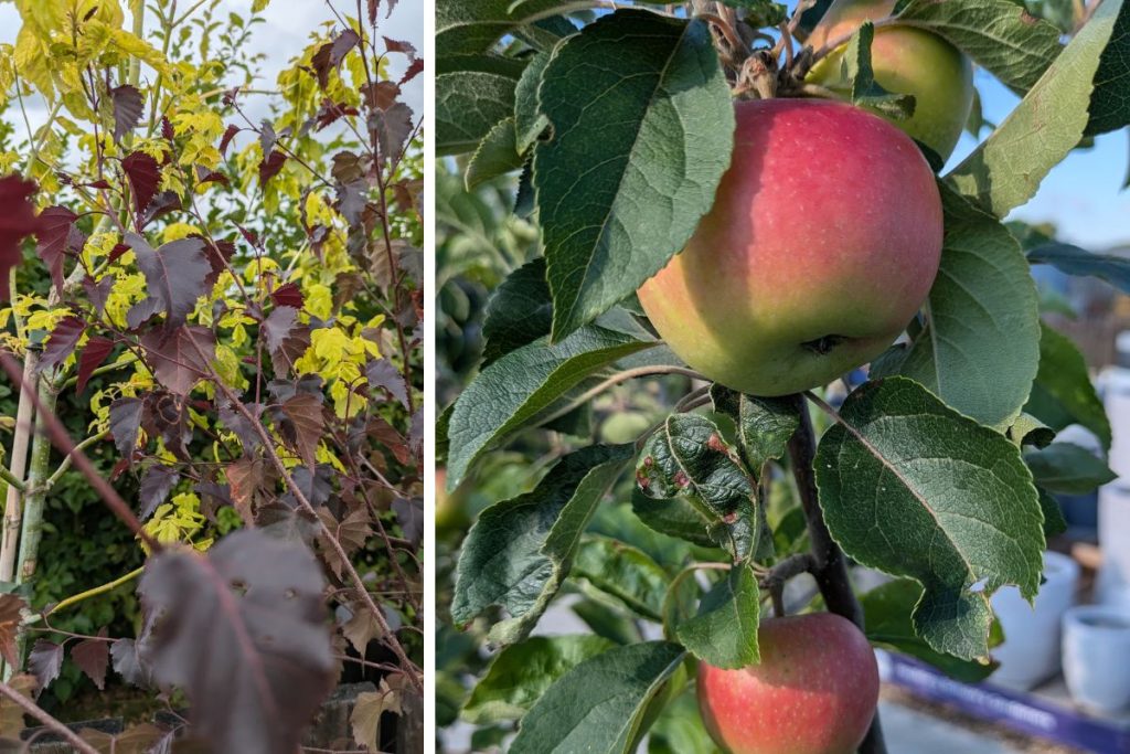 Ornamental trees at Hilltop Garden Centre Clacton