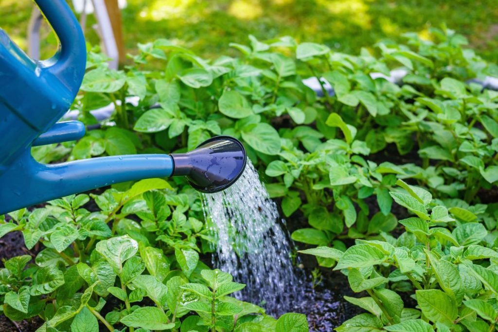 Watering can at Hilltop Garden Centre Essex