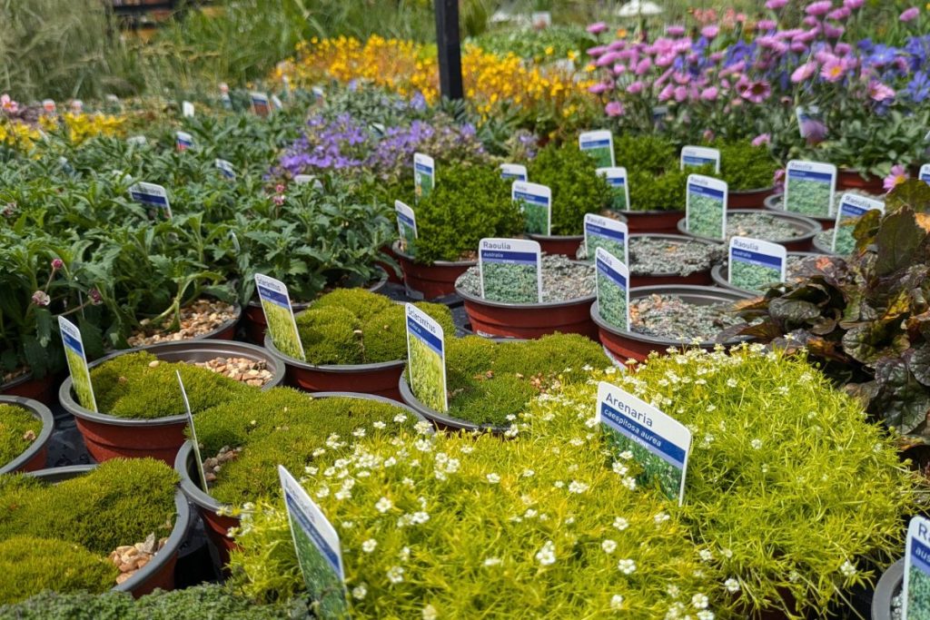 Alpines at Hilltop Garden Centre Essex