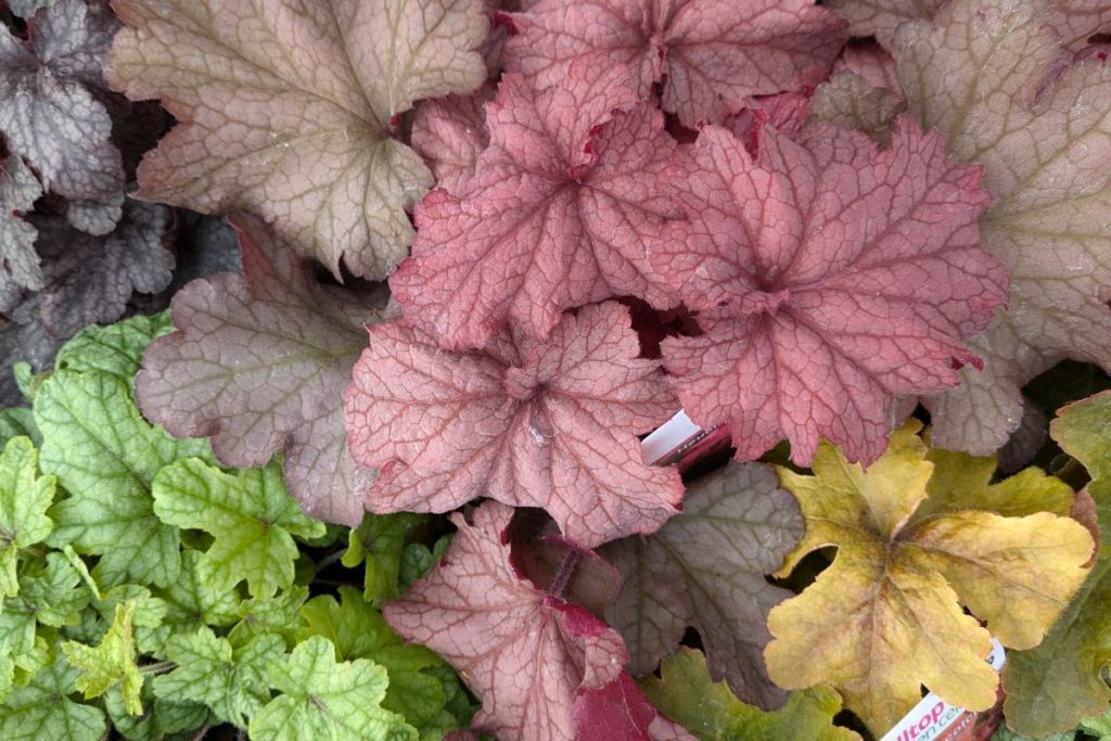 Heuchera at Hilltop Garden Centre Essex