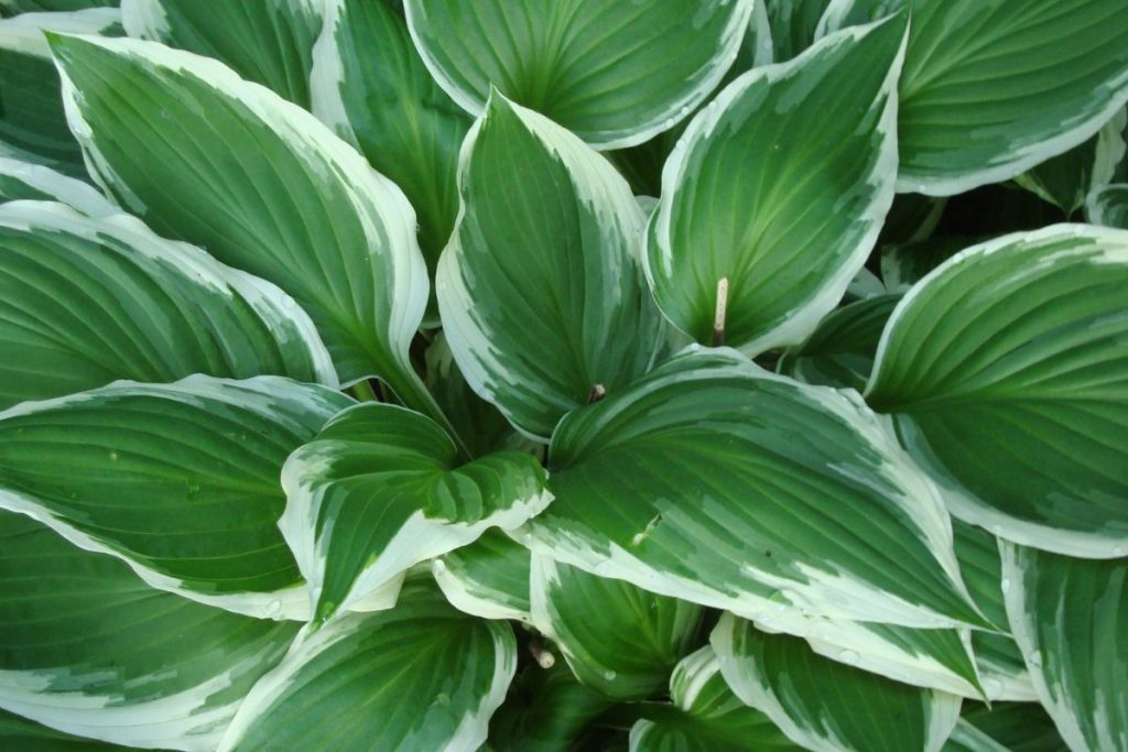 Hosta at Hilltop Garden Centre Essex