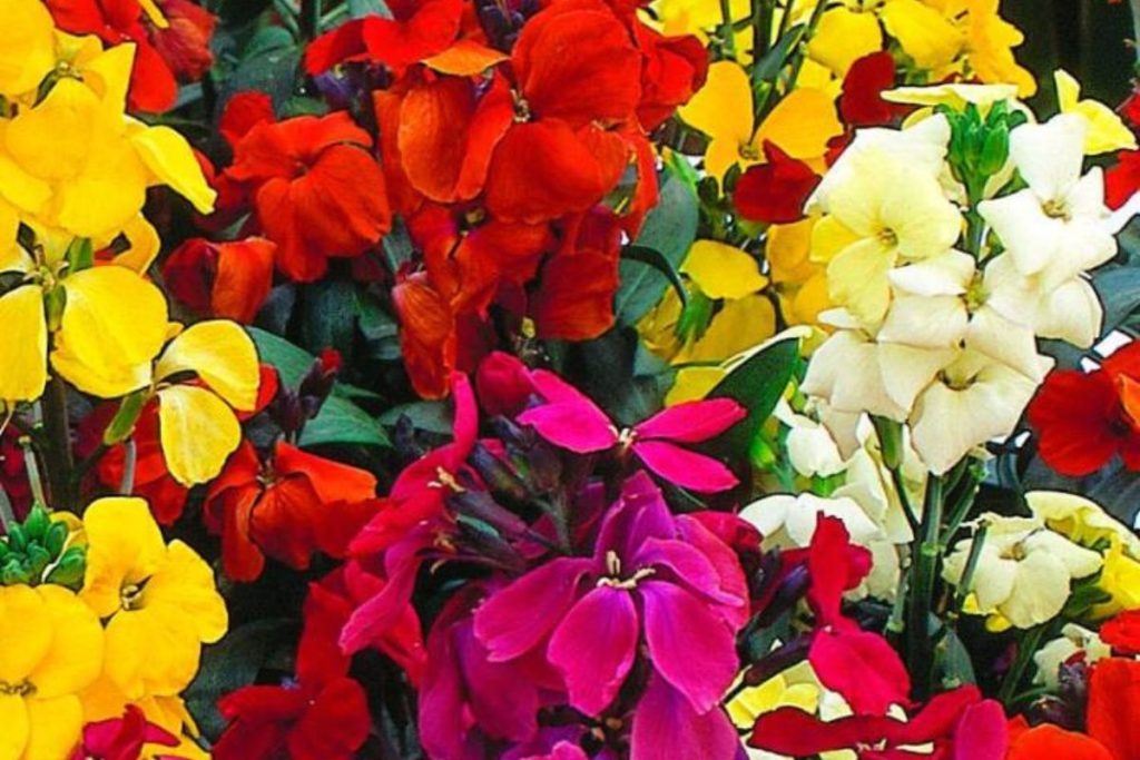 Wallflowers at Hilltop Garden Centre Essex