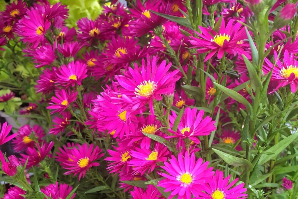 Aster at Hilltop Garden Centre Essex
