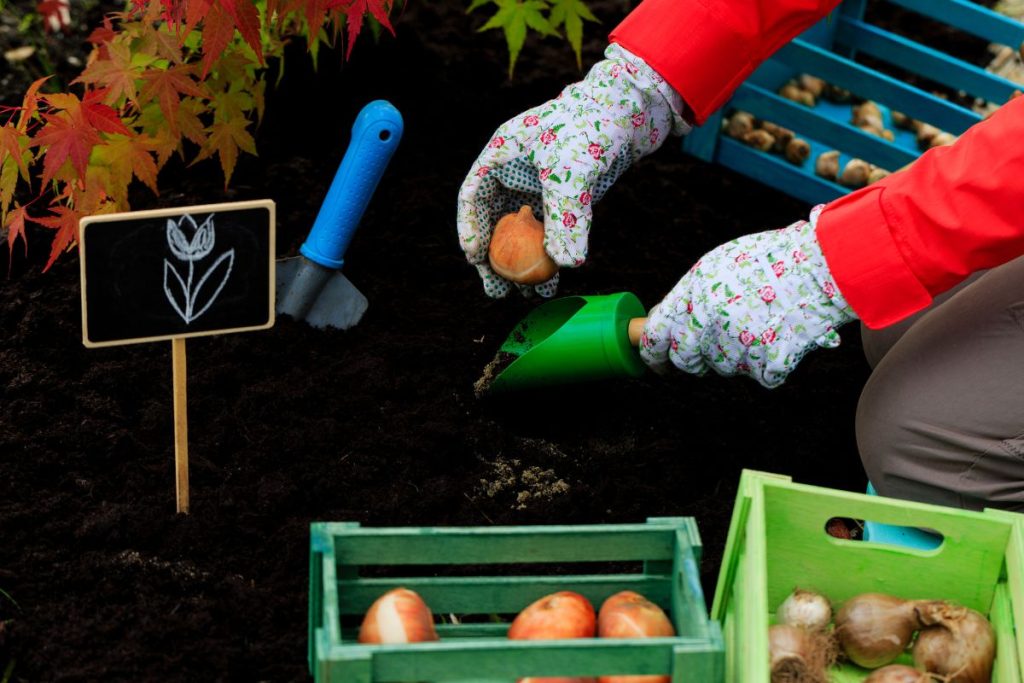 Planting bulbs at Hilltop Garden Centre Essex