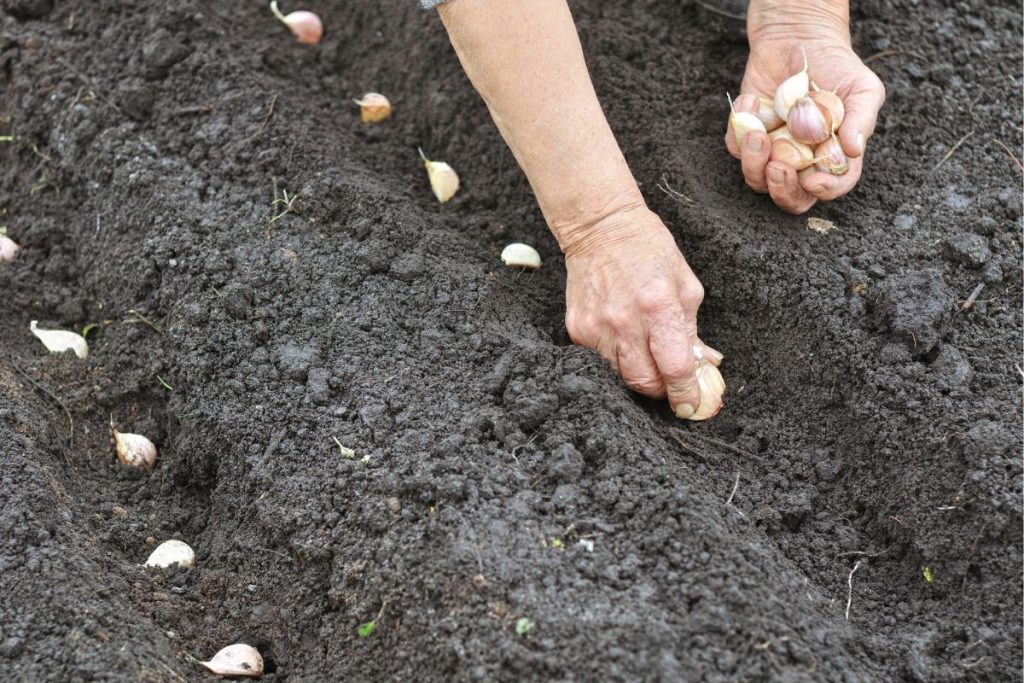 Planting garlic at Hilltop Garden Centre Clacton