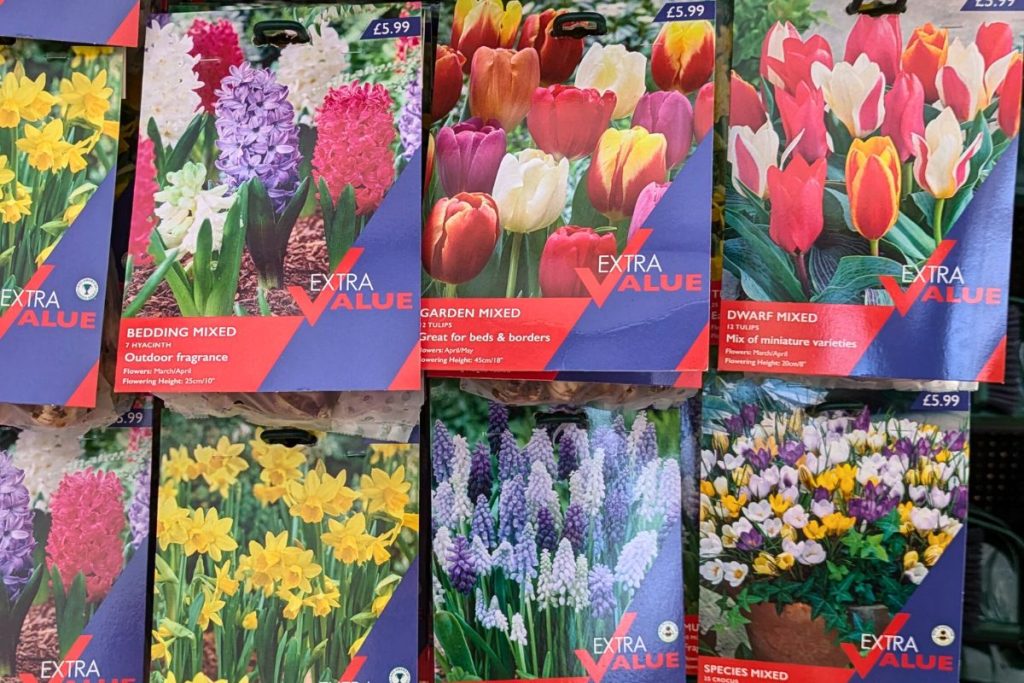 Spring bulbs at Hilltop Garden Centre Clacton