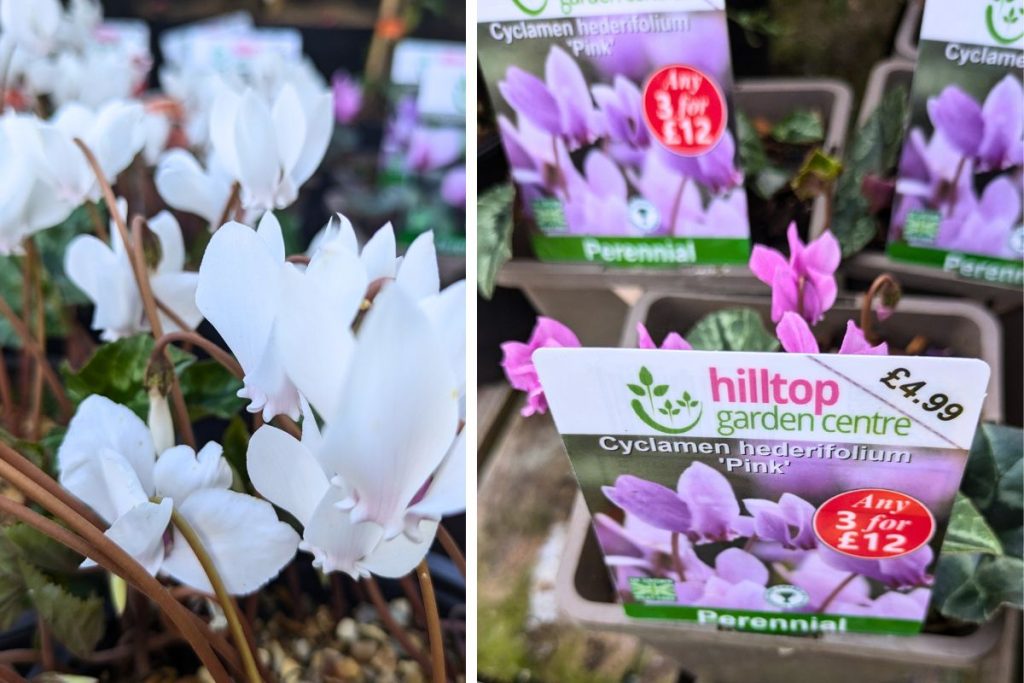 Cyclamen at Hilltop Garden Centre Clacton