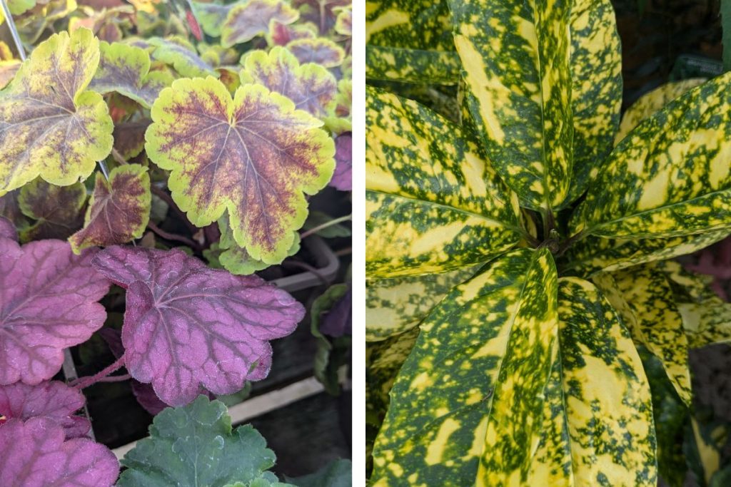 New in this October at Hilltop Garden Centre Essex