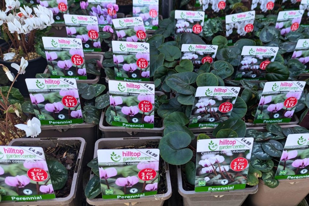 Cyclamen at Hilltop Garden Centre Clacton