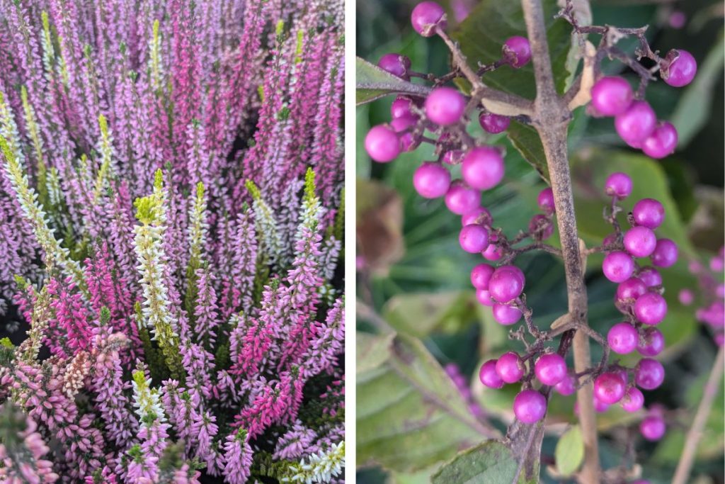 New in this October at Hilltop Garden Centre Essex