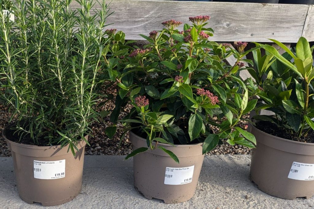Seasonal shrubs at hilltop Garden Centre Essex