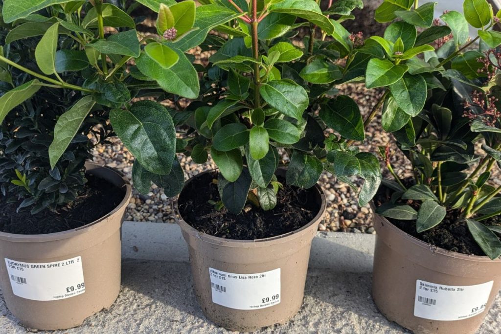 Seasonal shrubs at hilltop Garden Centre Essex