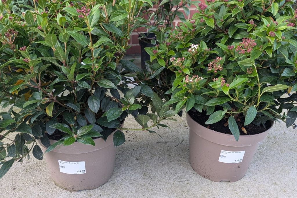 Seasonal shrubs at hilltop Garden Centre Essex